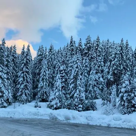 Cedar Next To Lift One Bedroom Bansko