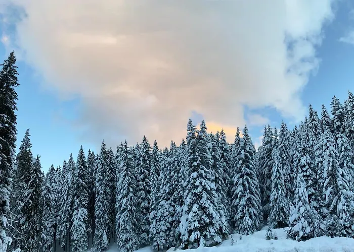 Cedar Next To Lift One Bedroom Daire